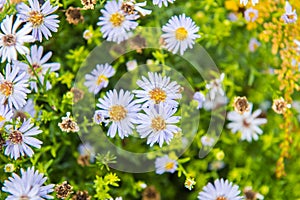 Symphyotrichum novae angliae, New England Aster