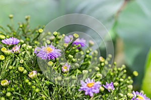 Symphyotrichum novi-belgii or American aster, purple lilac garden ornamental flower. Large green bush Symphyotrichum blossom.