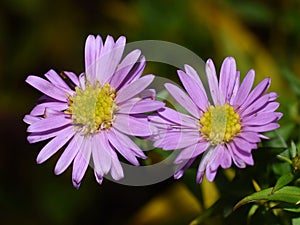 Symphyotrichum novi-belgii autumn aster purple flower