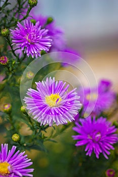 Symphyotrichum novi-belgii, delicate and beautiful garden flower