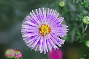 Symphyotrichum novi-belgii, delicate and beautiful garden flower