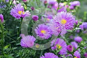 Symphyotrichum novi-belgii New York aster ornamental autumn plant in bloom