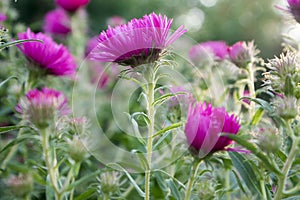 Symphyotrichum novi-belgii New York aster ornamental autumn plant in bloom