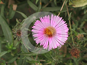 Symphyotrichum novi-belgii or virginia aster