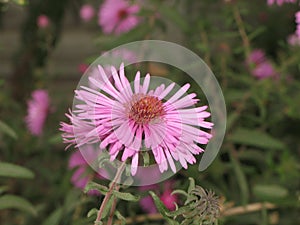 Symphyotrichum novi-belgii or virginia aster