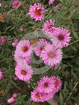 Symphyotrichum novi-belgii or virginia aster