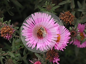 Symphyotrichum novi-belgii or virginia aster and bee