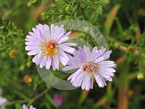 Symphyotrichum novi-belgii or virginia aster