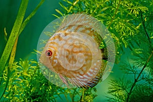 Symphysodon discus