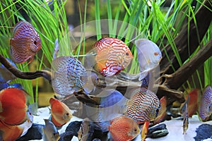 Symphysodon discus