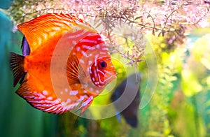Symphysodon discus
