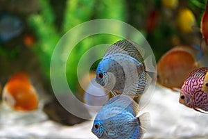 Symphysodon discus fish in an aquarium