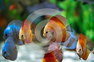 Symphysodon discus fish in an aquarium