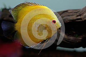 A Symphysodon discus fish swimming gracefully in an aquarium.