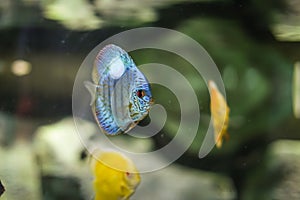 Symphysodon discus funny colorful fish in an aquarium on a green background