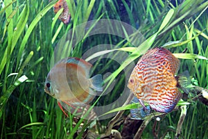 Symphysodon discus