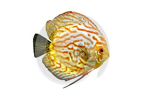 Symphysodon, known as discus, is a genus of cichlids native to the Amazon river basin in South America