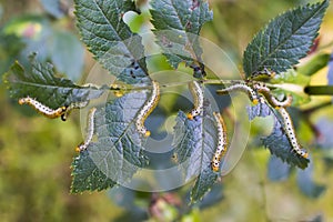 Symphyta caterpillar eating a rose leaf