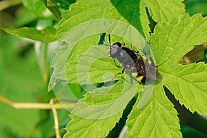 symphyta insect