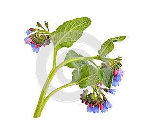 Symphytum (comfrey)