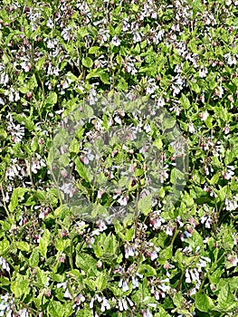 Symphytum grandiflorum plants in blooming.