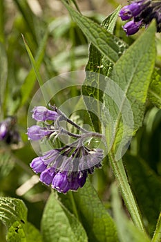 Symphytum officinale photo