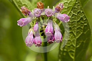 Symphytum officinale photo