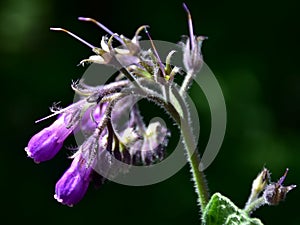 Symphytum officinale -common comfrey