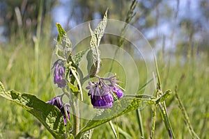 Symphytum officinale is a perennial flowering plant in the family Boraginaceae