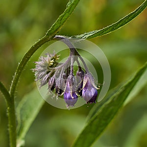 Symphytum officinale. Twig medicinal comfrey.