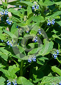 Symphytum is originally from flowering plants in the borage family, Boraginaceae. known collectively comfrey. Some species and