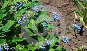 Symphytum is originally from flowering plants in the borage family, Boraginaceae. known collectively comfrey. Some species and