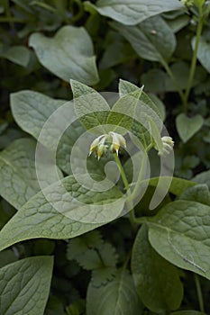 Symphytum tuberosum plant in bloom
