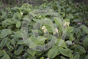 Symphytum tuberosum plant in bloom