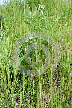 Symphytum tuberosum plant in grass