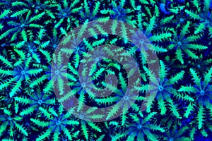 Sympodium coral polyps