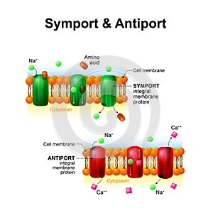 Symport and antiport. cell membrane transport systems