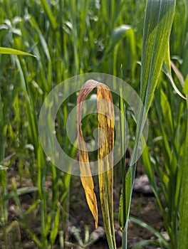 Symptom of puccinia striiformis & x28;stripe rust& x29; on wheat leave