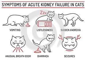 Symptoms of acute kidney failure in cats. Veterinarian icons collection.