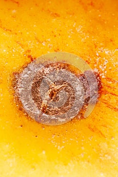 Apple scab disease photo