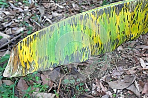 Symptoms of black leaf streak on a banana leaf