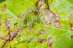 Cercospora leaf spot photo