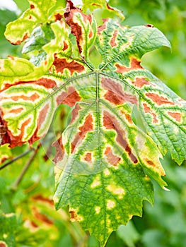 Symptoms of Esca on Merlot leaf. The grapevine trunk diseases