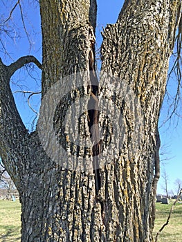 Symptoms of a Failed Tree: Cracks