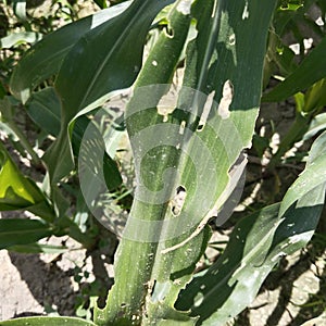 Symptoms of Maize is attacked by The Spodoptera Fungiperda.