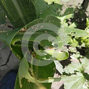 Symptoms of Maize is attacked by The Spodoptera Fungiperda.