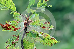 Symptoms of Shot Hole Disease in stone fruits (Prunus spp.) cherries. Causing by fungal plant pathogen