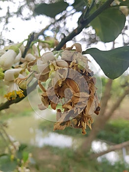 Symptoms Thrips insect injure on citrus flower