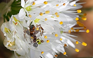 Synama globusum spider devouring trapped prey over a flower