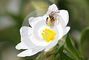 Synama globusum spider devouring trapped prey over a flower detail